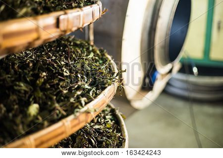 Asia culture concept image - view of fresh organic tea bud & leaves on bamboo basket in Taiwan the process of tea making