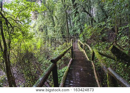 Beautiful rain forest at Angka nature trail in Doi Inthanon national park Thailand