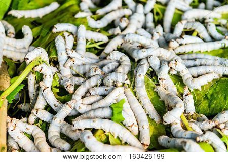 Silkworms close up on a mulberry leaf