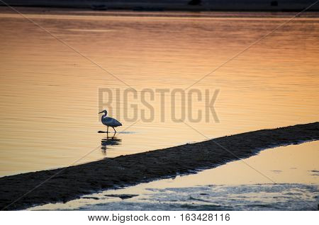 Keeping the sea
Cattle egret and the time of sunset in a lake and Wadi El Rayan