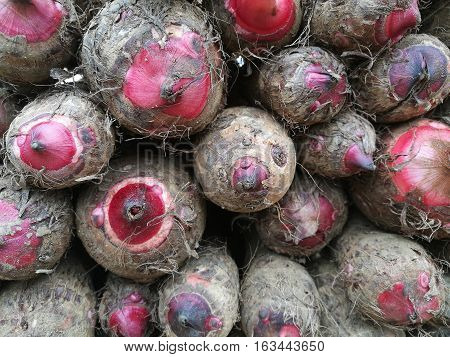 Background of pile of fresh organic taro displayed at a flea market in Asia
