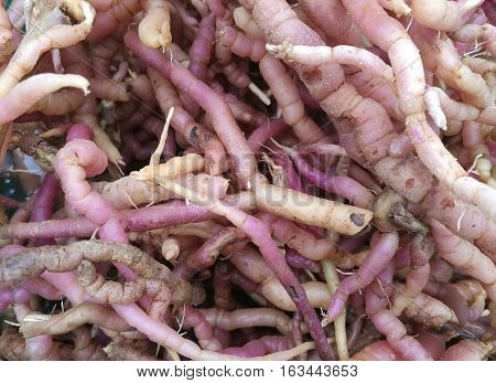 Close up of fresh raw Morinda officinalis (also known as Indian Mulberry) root.