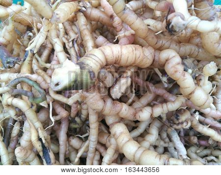 Close up of fresh raw Morinda officinalis (also known as Indian Mulberry) root.