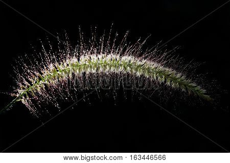 Grass flower in sunlight. Isolated on black.