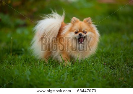 Beautiful Red Dwarf Spitz On Green Lawn