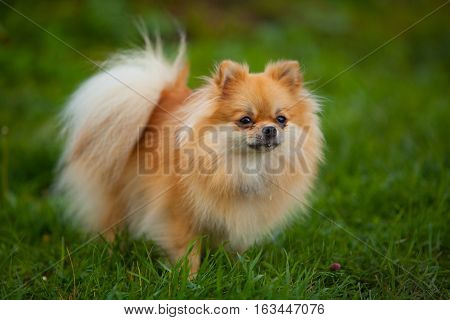 Beautiful Red Dwarf Spitz On Green Lawn