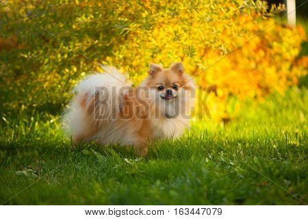 Beautiful Red Dwarf Spitz On Green Lawn