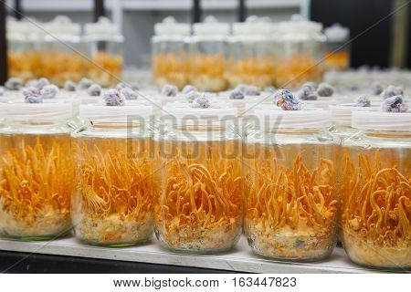 Cordyceps militaris in Glass bottles.Fresh Cordyceps militaris in Glass bottles.