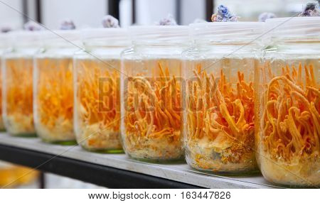 Cordyceps militaris in Glass bottles.Fresh Cordyceps militaris in Glass bottles.