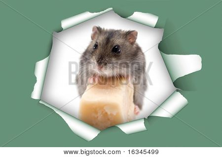 ratón y queso en el agujero del calor