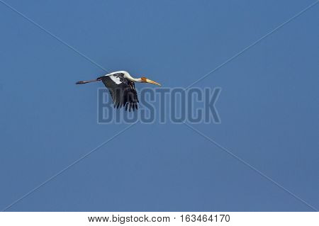 Painted stork in Arugam bay lagoon, Sri Lanka ; specie Mycteria leucocephala family of Ciconiidae