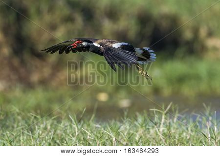 Red-wattled lapwing in Arugam bay lagoon, Sri Lanka ; specie Vanellus indicus family of Charadriidae