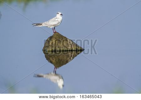 Marsh tern in Arugam bay lagoon, Sri Lanka ; specie Chlidonias hybrida family of Laridae