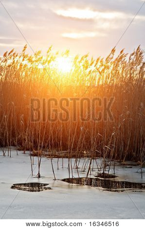 foråret solnedgang på reed overgrew