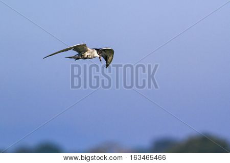 Marsh tern in Arugam bay lagoon, Sri Lanka ; specie Chlidonias hybrida family of Laridae