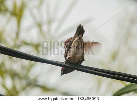 pair of paddy bird perched on the cable