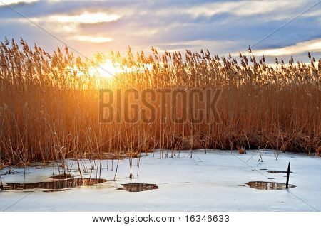 foråret solnedgang på reed overgrew