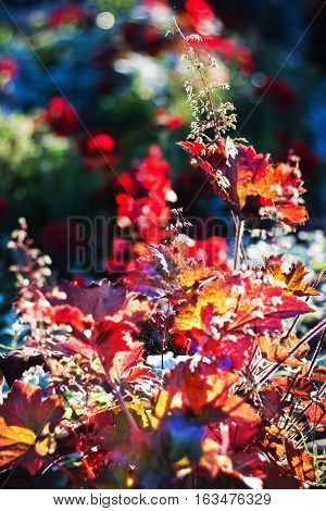 Various colorful blooming flowers in sunrise light