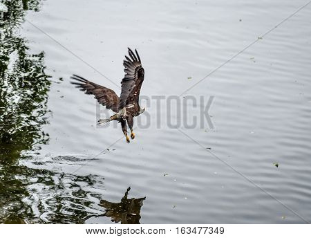 Golden Eagle (Aquila chrysaetos) flying over the beach Mora Beach Washington state USA - motion picture