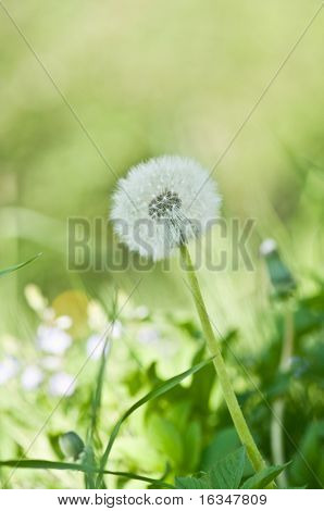 enkele paardebloem op groen gras achtergrond