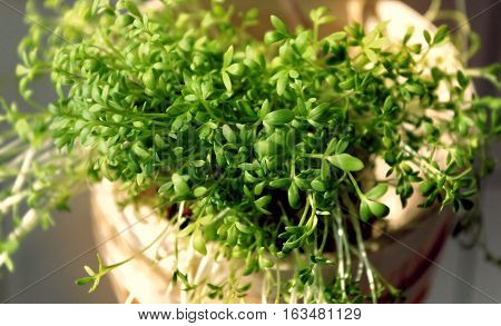 Flowering watercress in a wooden bucket. Plant for the Easter holidays.