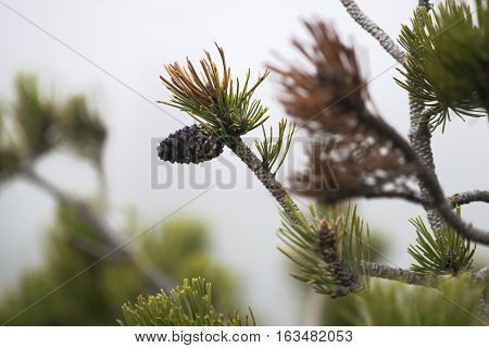 Creeping pine also called as dwarf mountainpine: closeup background