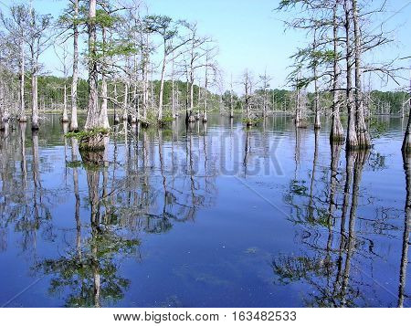The Black Bayou near Mississippi USA April 27 2003