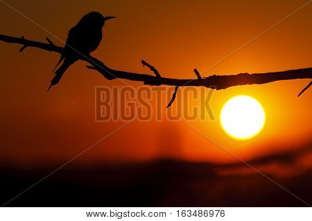 rare bird silhouette at sunset, birds of paradise, bee-eaters, iridescent colors