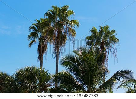 Royal Palm with blue sky in the background