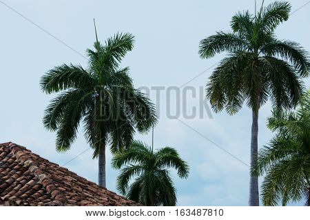 Royal Palm with blue sky in the background