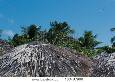 Royal Palm with blue sky in the background