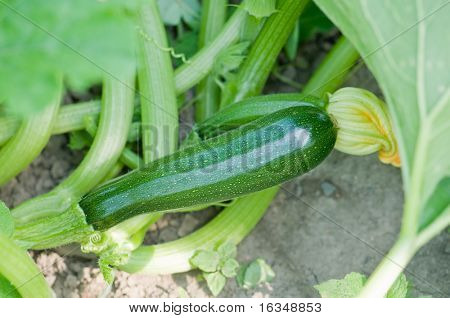 kleine Cukini im Garten closeup