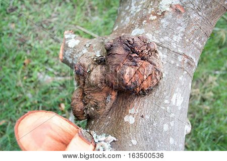 The fungus mushrooms grows on a tree and a mushroom