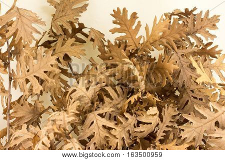Yule log dry leaves for celebrating Orthodox Christmas Eve