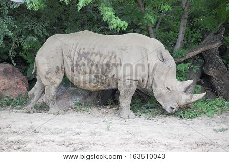 A Single Rhino standing in a zoo