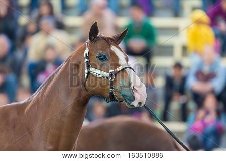 The Azteca is a horse breed from Mexico.  They are well-muscled horses that may be of any solid color, and the American Azteca may also have pinto coloration.