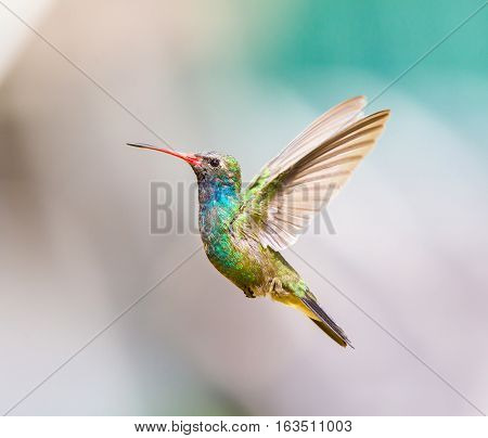 Broad Billed Hummingbird. Using different backgrounds the bird becomes more interesting and blends with the colors. These birds are native to Mexico and brighten up most gardens where flowers bloom.