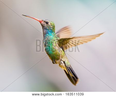 Broad Billed Hummingbird. Using different backgrounds the bird becomes more interesting and blends with the colors. These birds are native to Mexico and brighten up most gardens where flowers bloom.