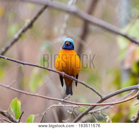 The elegant or blue-hooded euphonia is a species of bird in the Fringillidae family. It is found in Belize, Costa Rica, El Salvador, Guatemala, Honduras, Mexico, Nicaragua, and Panama.