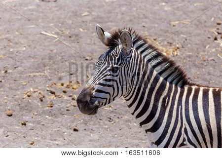 The plains zebra is the most common, and has or had about six subspecies distributed across much of southern and eastern Africa. Each animal stripes are unique as fingerprints, none are exactly alike