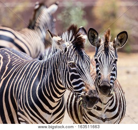 The plains zebra is the most common, and has or had about six subspecies distributed across much of southern and eastern Africa. Each animal stripes are unique as fingerprints, none are exactly alike