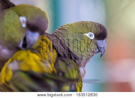 Pionus is a genus of medium-sized parrots native to Mexico, and Central and South America. Characteristic of the genus are the chunky body, bare eye ring, and short square tail.