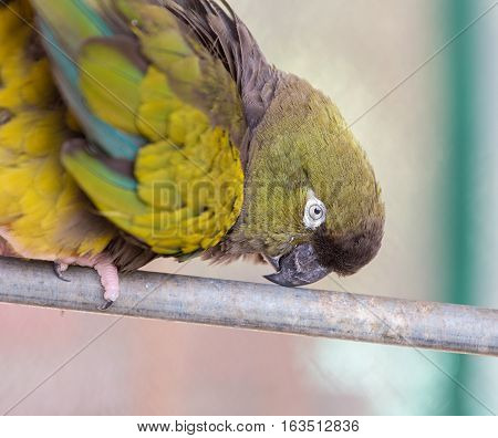 Pionus is a genus of medium-sized parrots native to Mexico, and Central and South America. Characteristic of the genus are the chunky body, bare eye ring, and short square tail.