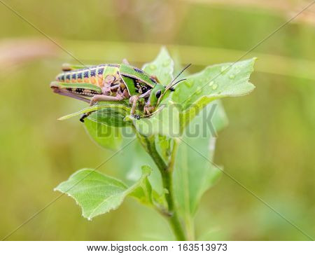 Bright green grasshoppers are found in abundance in the grasslands of Mexico. They are also collected and  are commonly eaten in certain areas of Mexico.