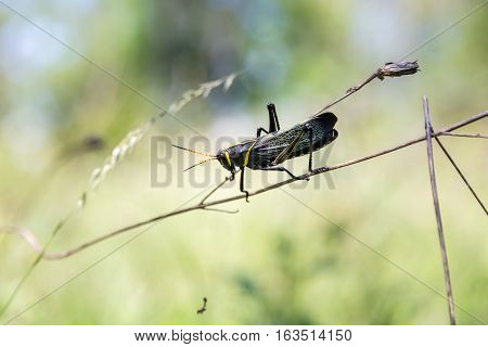 The western horse lubber grasshopper is a relatively large grasshopper species of the grasshopper  family found in the arid lower Sonoran life zone of the southwestern United States and  Mexico.