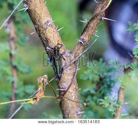 The western horse lubber grasshopper is a relatively large grasshopper species of the grasshopper  family found in the arid lower Sonoran life zone of the southwestern United States and  Mexico.