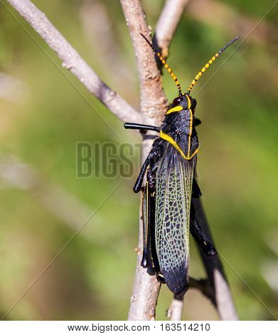 The western horse lubber grasshopper is a relatively large grasshopper species of the grasshopper  family found in the arid lower Sonoran life zone of the southwestern United States and  Mexico.