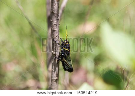The western horse lubber grasshopper is a relatively large grasshopper species of the grasshopper  family found in the arid lower Sonoran life zone of the southwestern United States and  Mexico.