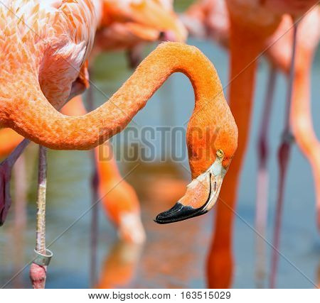 Flamingos or flamingoes are a type of wading bird. These shots were taken in Mexico where they can be seen wading and sifting through the water feeding on shrimps and other insects.