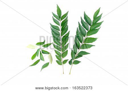 Curry Leaf Isolated On White Background